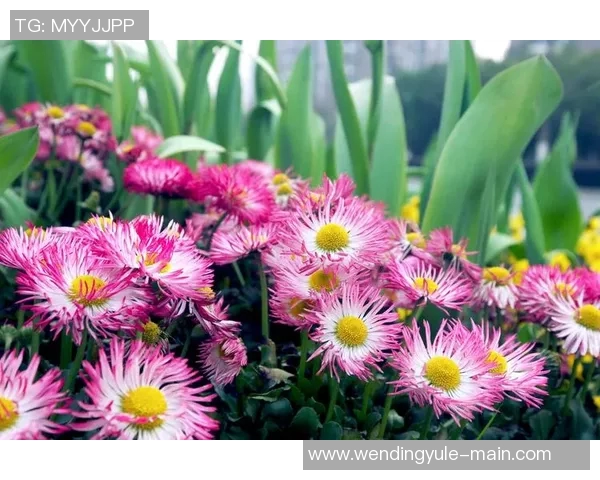 问鼎娱乐官网全芏网-问鼎娱乐官网全芏网，一站式娱乐平台的新疆界-问鼎娱乐官网全芏网